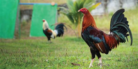 salto gamefowl feeds|WATCH: Salto Gamefowl Feeds celebrated and kicked off its.